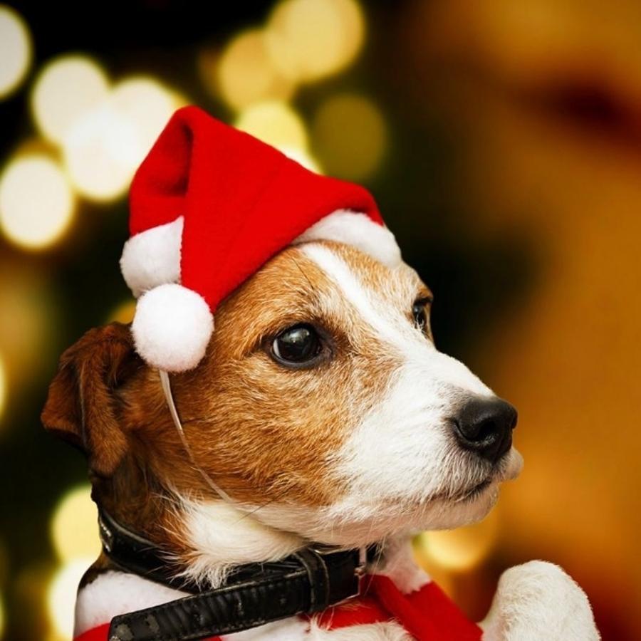 クリスマスペットサンタ帽子 赤いぬいぐるみキャップ 犬 猫  - Santa Hat Plush のレビューと価格