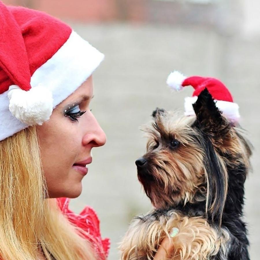 クリスマスペットサンタ帽子 赤いぬいぐるみキャップ 犬 猫  - Santa Hat Plush のレビューと価格
